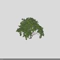 Two Tall Lush Green Trees With Dense Foliage And Slender Branches