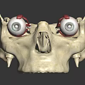 Realistic Anatomical Skull Model With Detailed Eyeballs Green Iris And Red Blood Vessels
