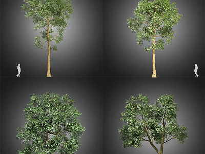 Multiple Views of Arbor Featuring Lush Green Leaves and Natural Trunk in Different Forms 3d model