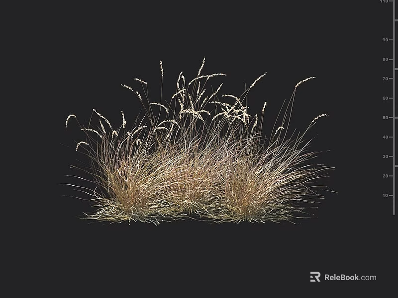 Ornamental Grass with Golden Brown and Green Wispy Blades Isolated on Black Background 3d model 