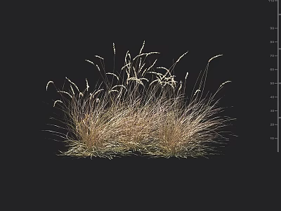 Ornamental Grass with Golden Brown and Green Wispy Blades Isolated on Black Background 3d model