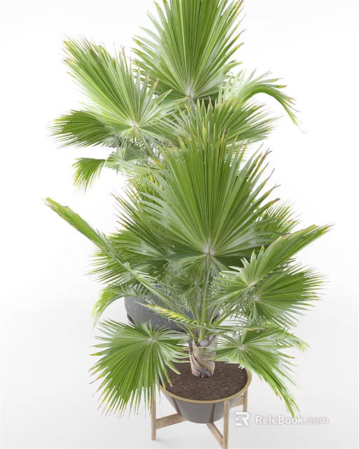 Indoor Bonsai Potted Plant With Large Green Palm Like Leaves In Dark Pot 3d model 