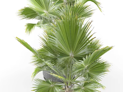 Indoor Bonsai Potted Plant With Large Green Palm Like Leaves In Dark Pot 3d model