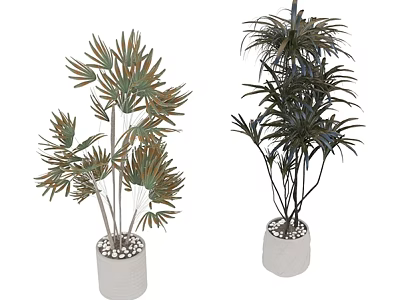 Decorative Indoor Plant Combination With Various Green Plants In White Pots And Pebbles 3d model