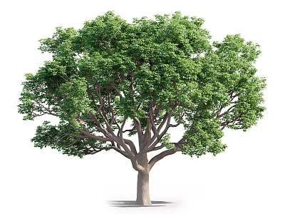 Lush Arbor With Green Leaves And Strong Trunk In Natural Growth Form 3d model