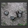 Wooden Tree Stumps Display Natural Scene With Fallen Leaves And Green Plants