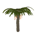Tropical Palm Tree with Large Feather Like Leaves Grayish Brown Trunk and Yellow Inflorescences