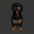 Realistic Black and Tan Dachshund 3D Model Standing on Gray Background 3d model