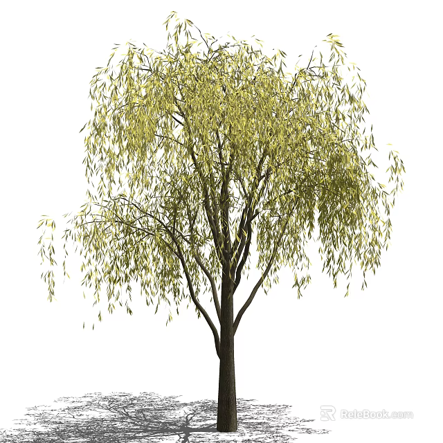 Weeping Willow Tree With Long Drooping Branches And Lush Green Leaves 3d model 