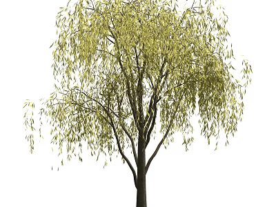 Weeping Willow Tree With Long Drooping Branches And Lush Green Leaves 3d model