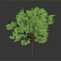 Lush Green Tree With Brown Trunk And Dense Foliage On Gray Background
