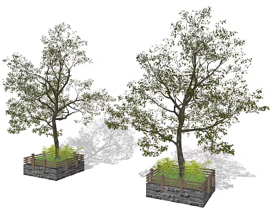 Tall Arbor With Green Foliage Planted In Stone Planter And Natural Shadows 3d model