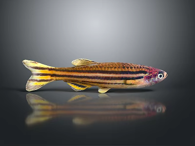 Colorful Striped Fish With Yellow Tail Purple Eyes On Gray Background With Reflection 3d model