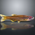 Colorful Striped Fish With Yellow Tail Purple Eyes On Gray Background With Reflection