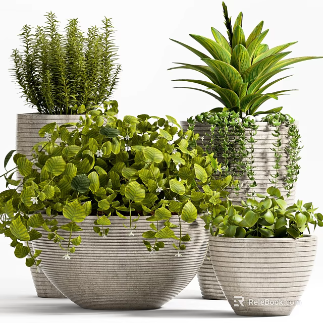 Bonsai Potted Plants with Lush Green Foliage in Textured Ceramic Pots for Home Decor 3d model 