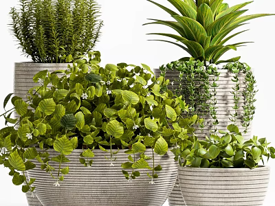 Bonsai Potted Plants with Lush Green Foliage in Textured Ceramic Pots for Home Decor 3d model