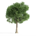 The Modern Tree 3d model