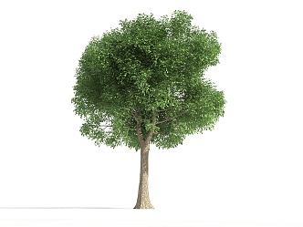 The Modern Tree 3d model