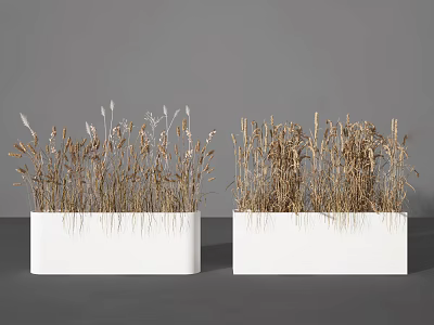 Dried Grass Potted Plants in White Rectangular Pots on Gray Background 3d model