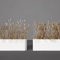 Dried Grass Potted Plants in White Rectangular Pots on Gray Background 3d model