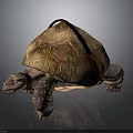 Close Up View Of Reptile Tortoise With Brown Red Patterned Shell And Claws 3d model