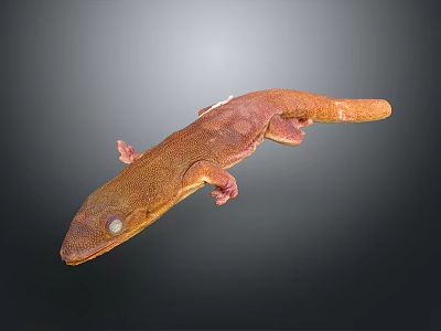 Brown Gecko With Long Body Visible Eyes And Small Limbs On Gray Gradient Background 3d model