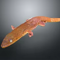 Brown Gecko With Long Body Visible Eyes And Small Limbs On Gray Gradient Background