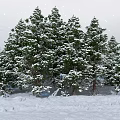 Scenic Winter Landscape With Snow Covered Pine Trees And White Snowy Ground