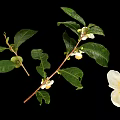 Fresh Green Plant with Lush Leaves White Flowers and Tiny Fruits on Black Background
