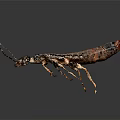 Brown Earwig With Long Antennae And Pincer Tail On Dark Background 3d model