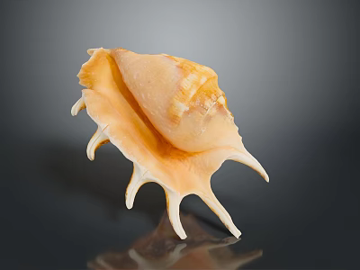 Orange Yellow Conch Shell From Aquatic Animal With Spiky Edges On Dark Background With Reflection 3d model