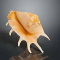 Orange Yellow Conch Shell From Aquatic Animal With Spiky Edges On Dark Background With Reflection