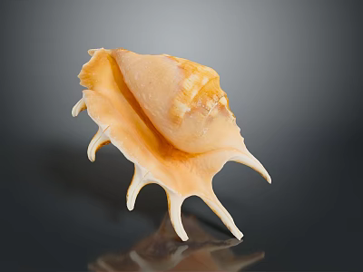 conch bone snail field snail shellfish marine animal fish freshwater fish marine fish animal 3d model