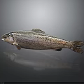Whole Spotted Fresh Fish On Dark Surface With Natural Details And Light Reflection