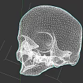 Human Skull Anatomical Model With Detailed Cranial Bone Structure Features 3d model