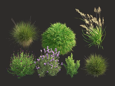 Various Types of Garden Shrubs with Green Foliage Purple Flowers and Ornamental Grasses 3d model