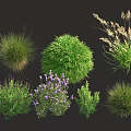 Various Types of Garden Shrubs with Green Foliage Purple Flowers and Ornamental Grasses