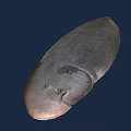 Grayish Black Flat Shaped Aquatic Animal Fish in Deep Blue Background