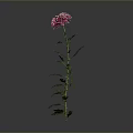 Pink Chrysanthemum Plant With Green Stem And Leaves On Gray Background