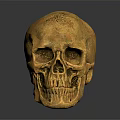 Animal Skull Ornament in Golden Finish Placed on Black Background with Shiny Reflection