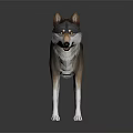 Realistic Wolf 3D Model Showcasing Detailed Fur and White Paws in Standing Pose