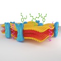 Modern cell phospholipid bilayer 3d model