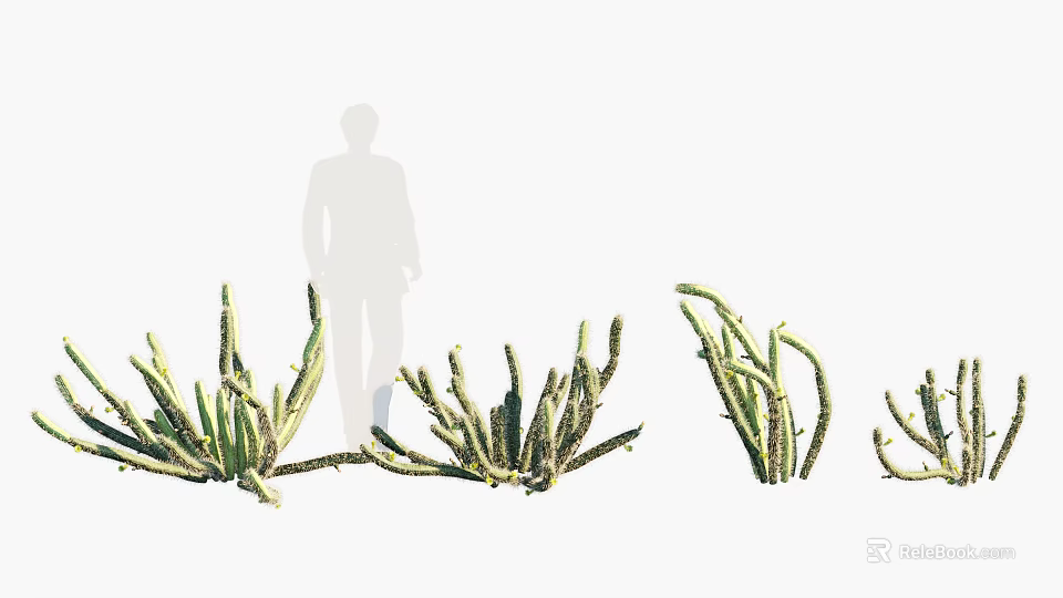 Different Types of Shrubs with Varied Foliage Shapes for Garden Landscaping Person Standing Nearby 3d model 