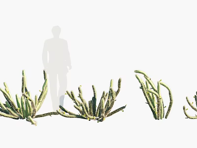 Different Types of Shrubs with Varied Foliage Shapes for Garden Landscaping Person Standing Nearby 3d model