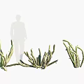 Different Types of Shrubs with Varied Foliage Shapes for Garden Landscaping Person Standing Nearby