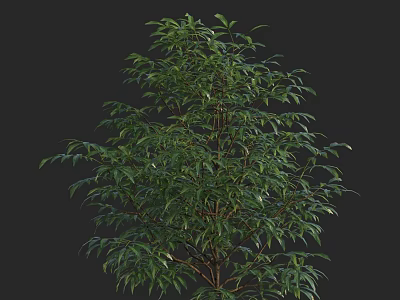 Lush Green Shrub With Dense Foliage Healthy Branches And Natural Growth 3d model
