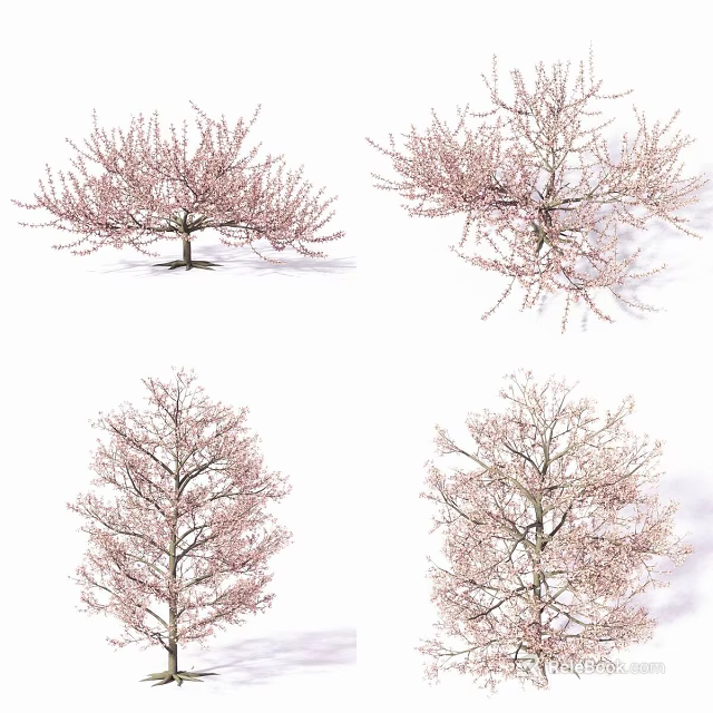 Four Pink Blossom Trees Displaying Diverse Canopy Shapes In Bloom 3d model 