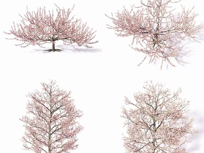 Four Pink Blossom Trees Displaying Diverse Canopy Shapes In Bloom 3d model