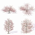 Four Pink Blossom Trees Displaying Diverse Canopy Shapes In Bloom