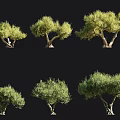 Multiple Trees In Various Forms With Human Silhouette For Scale Reference 3d model